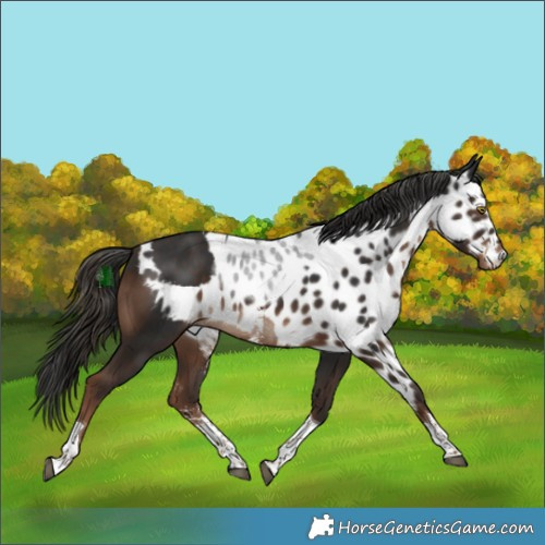 Horse Color:Liver Chestnut Sabino Tobiano Skewed LP Spotted Rabicano 