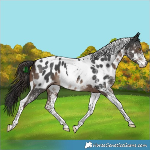 Horse Color:White Spotted Liver Chestnut Tobiano Appaloosa 