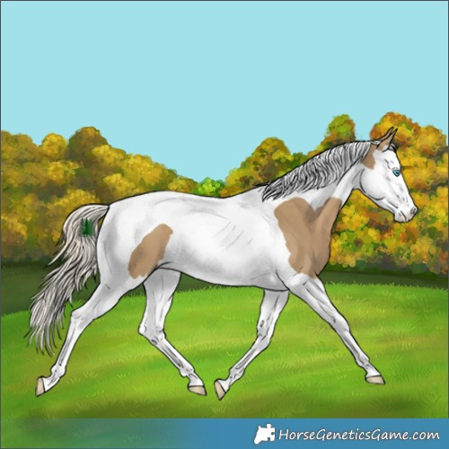 Horse Color:Chocolate Palomino Dun Splash Tobiano 