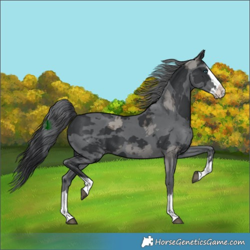 Horse Color:Black Merle Splash 