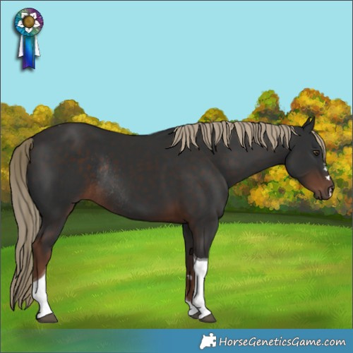 Horse Color:Liver Chestnut Tobiano Rabicano 