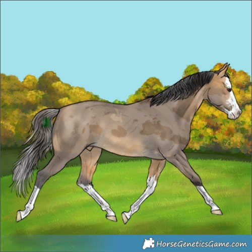 Horse Color:Buckskin Dun Merle Splash 