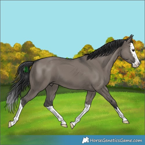 Horse Color:Grullo Splash 