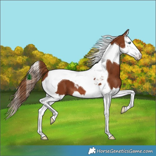 Horse Color:Chestnut Splash Tobiano 