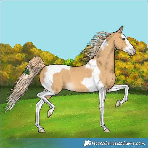 Horse Color:Palomino Dun Splash Tobiano 