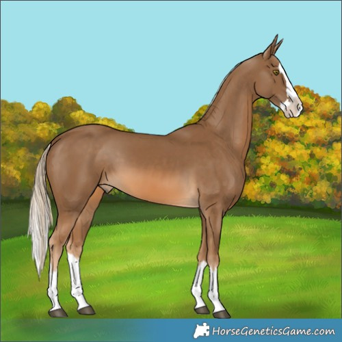 Horse Color:Pseudo Chocolate Palomino Splash