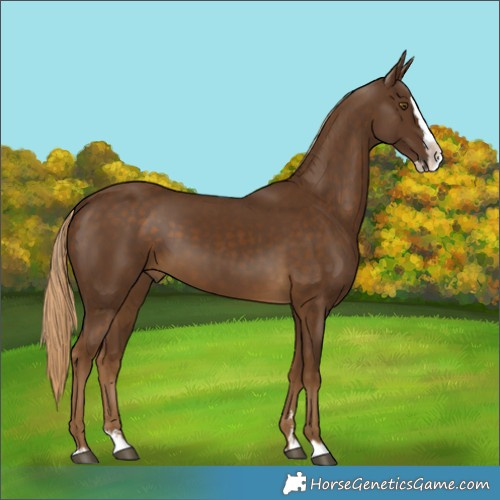 Horse Color:Pseudo Chocolate Palomino Splash