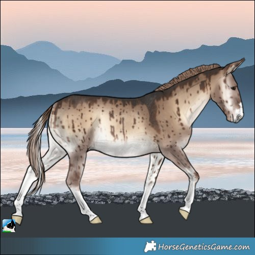 Horse Color:Liver Red Dun Onyx Rabicano Brindle 