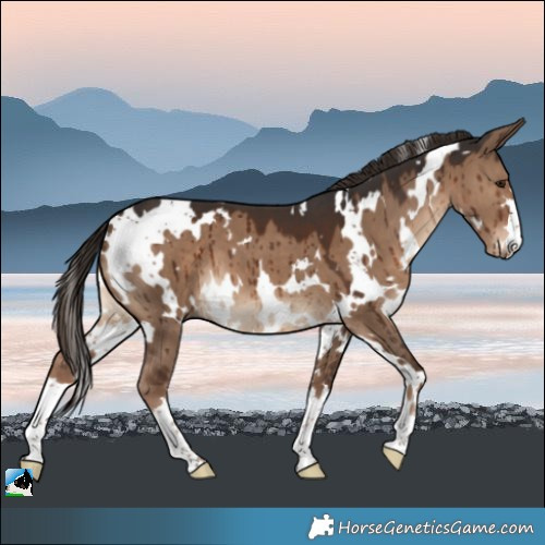 Horse Color:White Spotted Liver Red Dun Brindle 