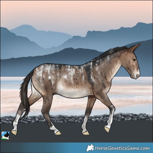 Horse Color:Powder White Brown Dun Rabicano Brindle 