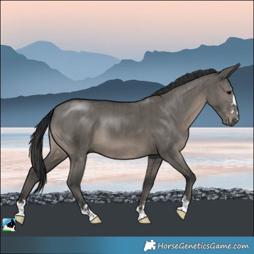 Horse Color:Grullo Brindle