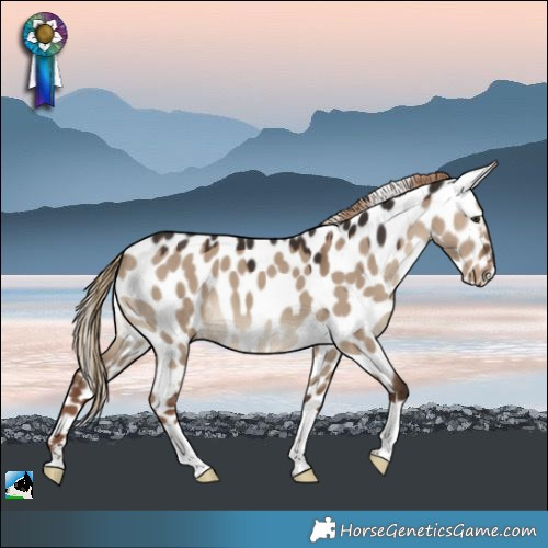 Horse Color:Liver Red Dun Appaloosa 