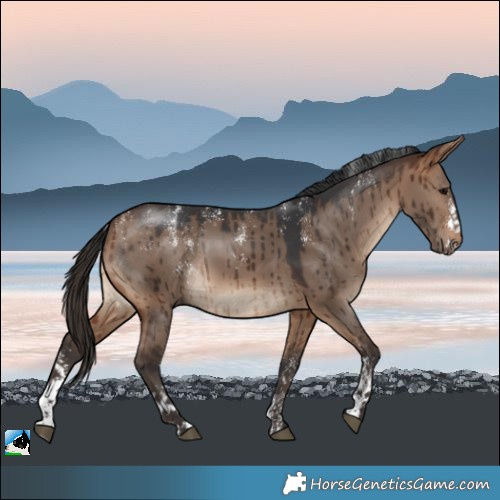 Horse Color:Powder White Bay Dun Sabino Brindle 