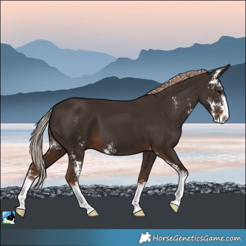 Horse Color:Liver Chestnut Sabino