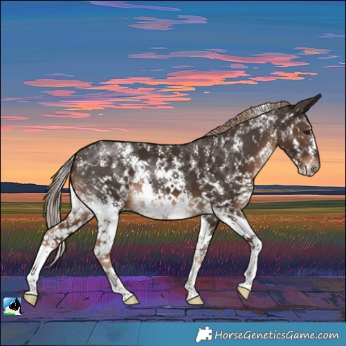 Horse Color:Liver Chestnut Sabino Rabicano