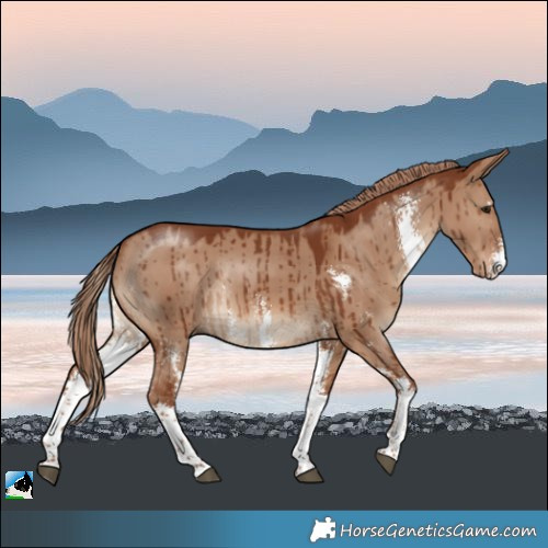 Horse Color:Red Dun Sabino Rabicano Brindle 