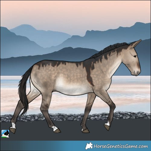 Horse Color:Brown Dun