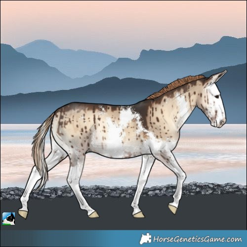Horse Color:Liver Red Dun Onyx Sabino Splash Brindle 