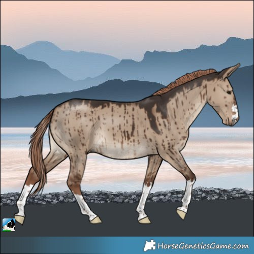 Horse Color:Liver Red Dun Brindle 