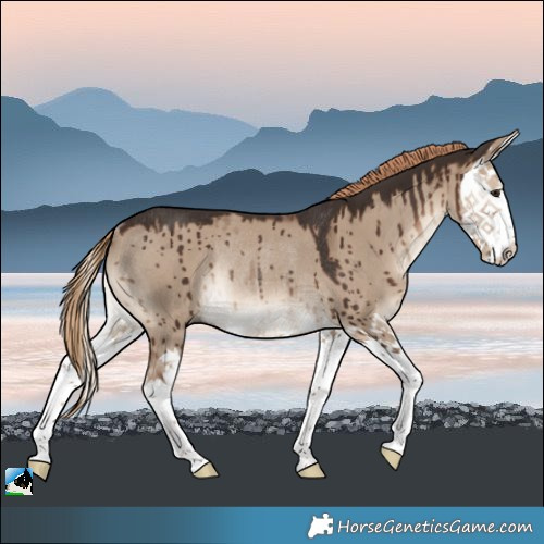 Horse Color:Liver Red Dun Splash Rabicano Brindle 