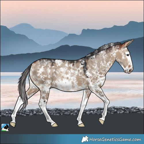 Horse Color:Bay Dun Sabino Splash Rabicano 
