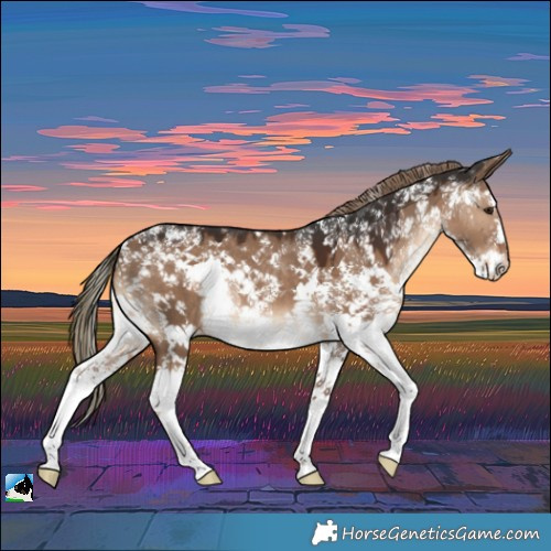 Horse Color:Liver Red Dun Sabino Rabicano