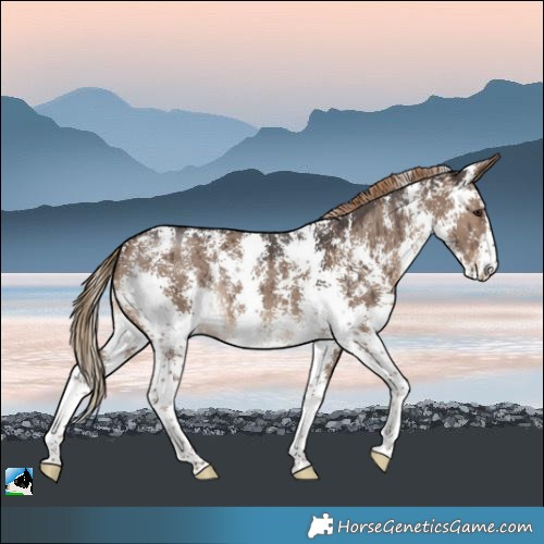 Horse Color:Liver Red Dun Sabino Rabicano Brindle 