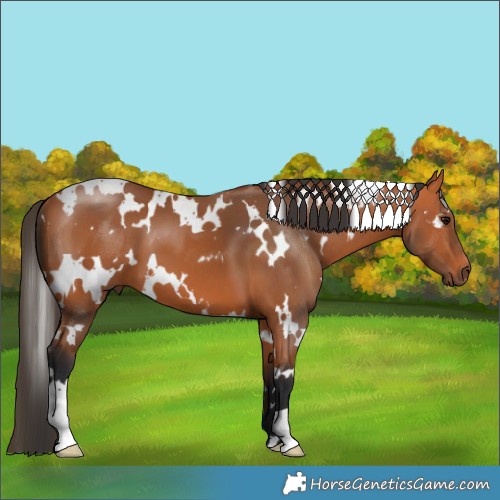 Horse Color:White Spotted Bay