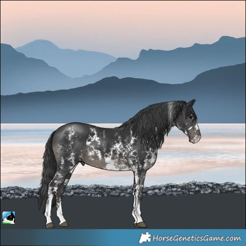 Horse Color:Black Mushroom Sabino 