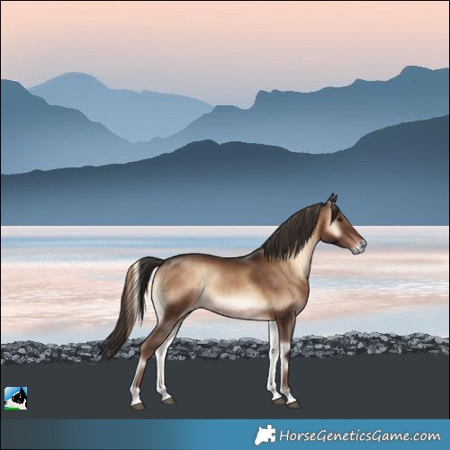 Horse Color:Liver Red Onyx Rabicano 