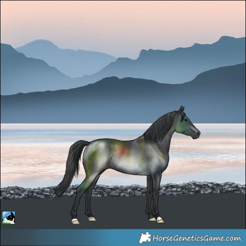 Horse Color:Black Rabicano