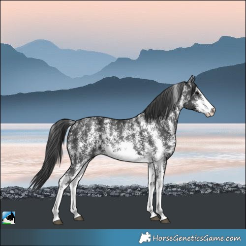 Horse Color:Black Ice Sabino 