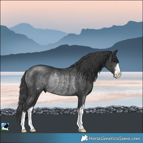 Horse Color:Black Rabicano 