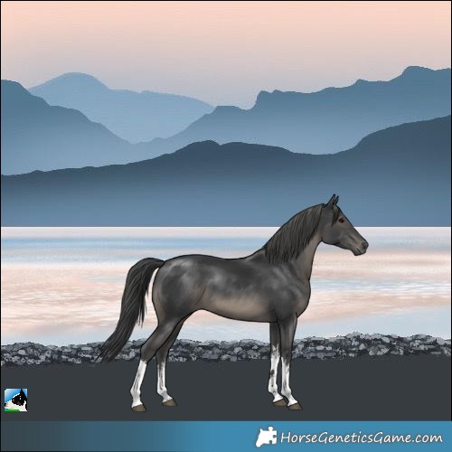 Horse Color:White Spotted Black 
