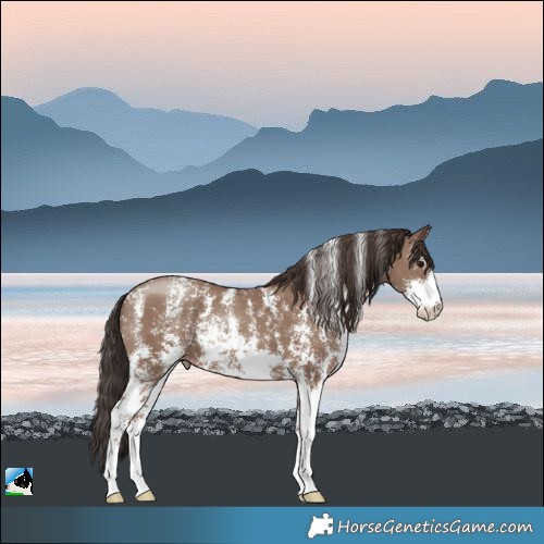 Horse Color:Classic Champagne Sabino Rabicano