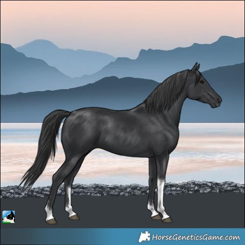 Horse Color:Black Tobiano 