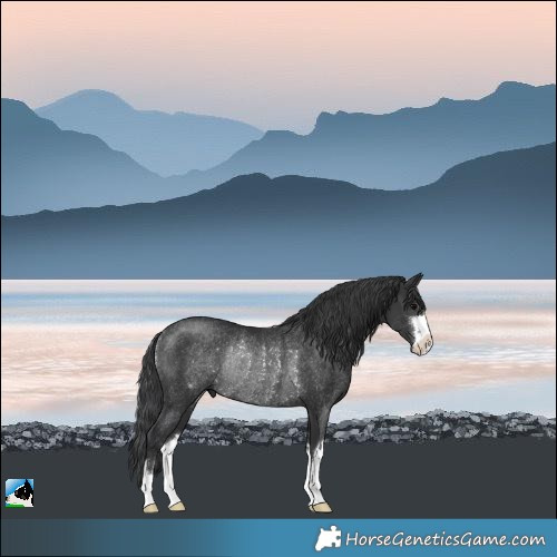 Horse Color:Black Rabicano