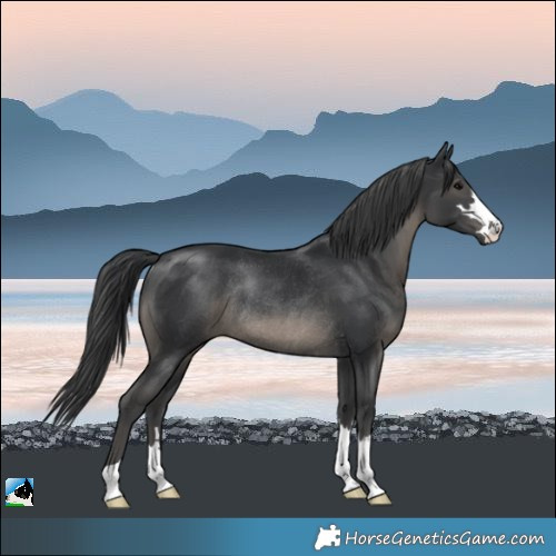 Horse Color:Black Rabicano