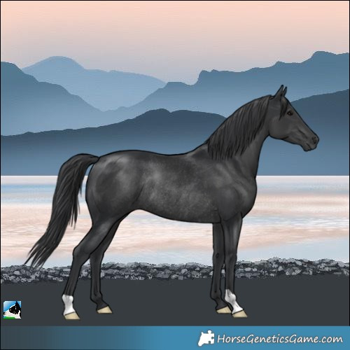 Horse Color:Black Rabicano 