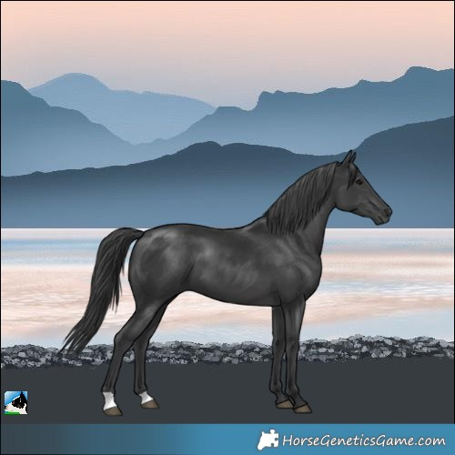 Horse Color:Black Mushroom 