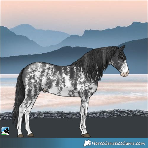 Horse Color:Black Mushroom Sabino Rabicano