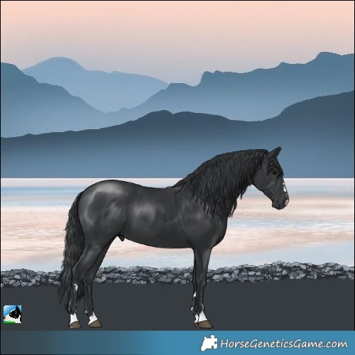 Horse Color:Black 