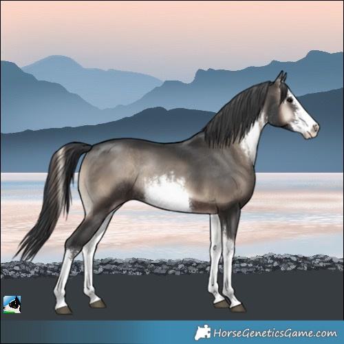 Horse Color:White Spotted Blue Onyx Rabicano 