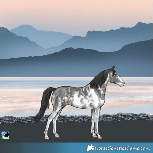 Horse Color:Black Mushroom Sabino 