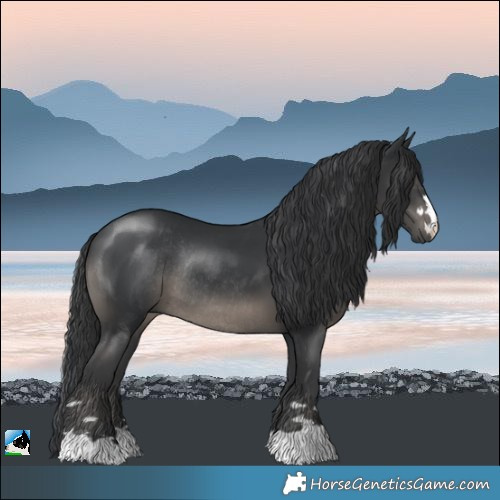 Horse Color:Black Rabicano 