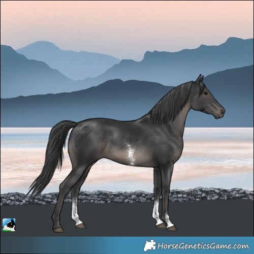 Horse Color:Black Sabino 