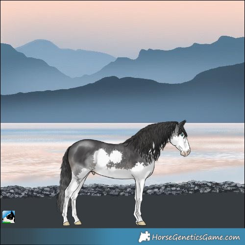 Horse Color:Black Splash Rabicano