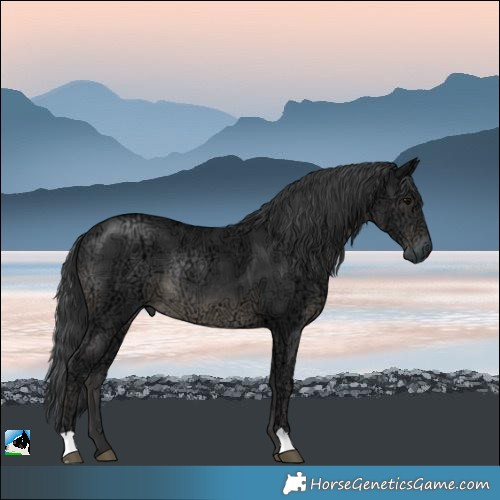 Horse Color:Black Ice Rabicano 