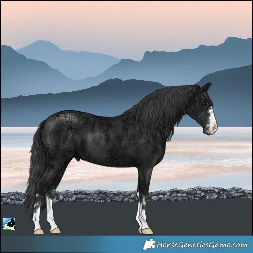 Horse Color:Black Ice 