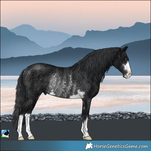 Horse Color:Black Ice Rabicano